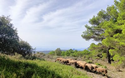 El Ayuntamiento contrata rebaños de ovejas para mantener el monte limpio de vegetación seca